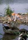 cat_0019.jpg (70164 bytes)