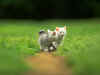 cat_0082.jpg (72468 bytes)