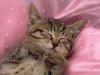 cat_0113.jpg (133342 bytes)
