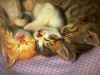 cat_0116.jpg (102292 bytes)