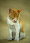 cat_0117.jpg (45088 bytes)