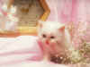 cat_0149.jpg (98714 bytes)