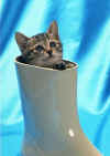 cat_0176.jpg (50335 bytes)